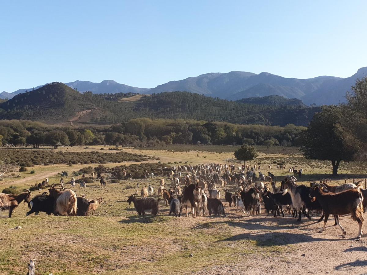 Willa Pianotolinca - Centru Di Corsica Moltifao Zewnętrze zdjęcie